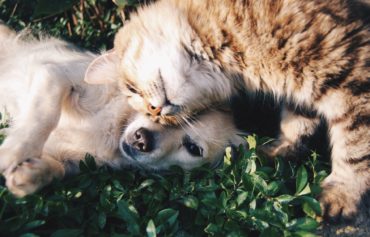 Pour nos animaux