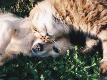 Pour nos animaux